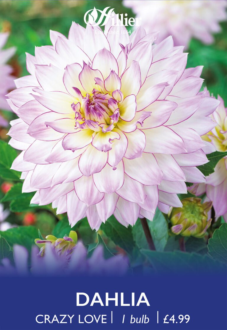 8718641996799 1 Dahlia Crazy Love.jpg